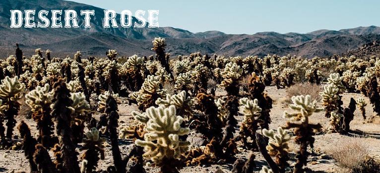 Desert Rose | Aldea Home & Baby 